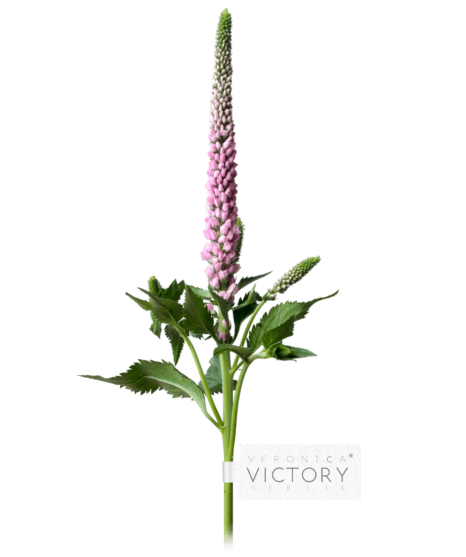 Veronica Victory®