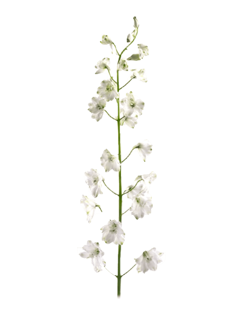 Delphinium