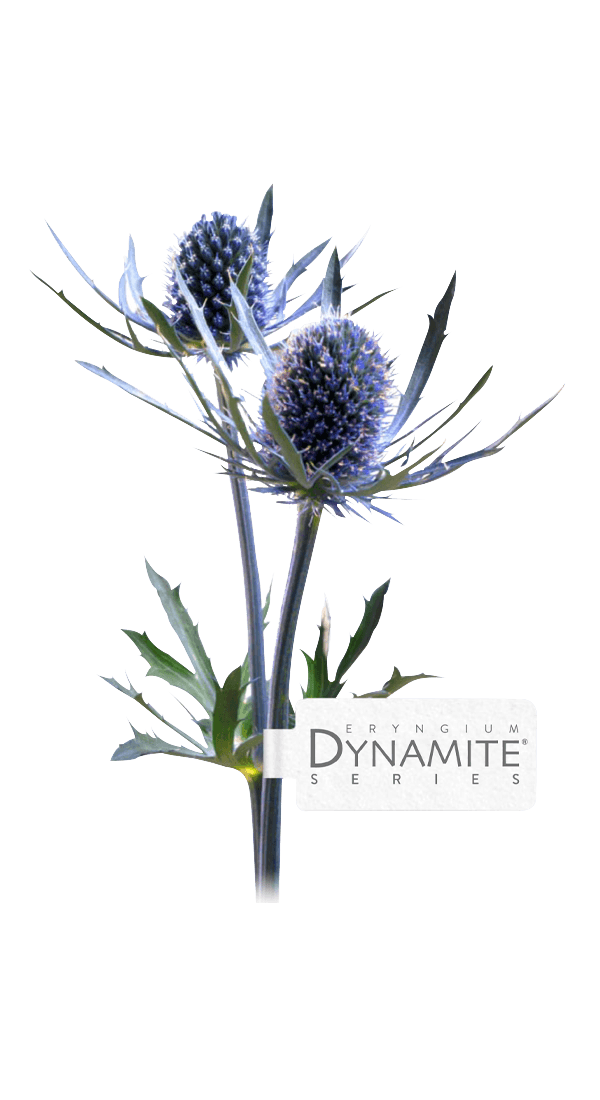 Eryngium Dynamite®