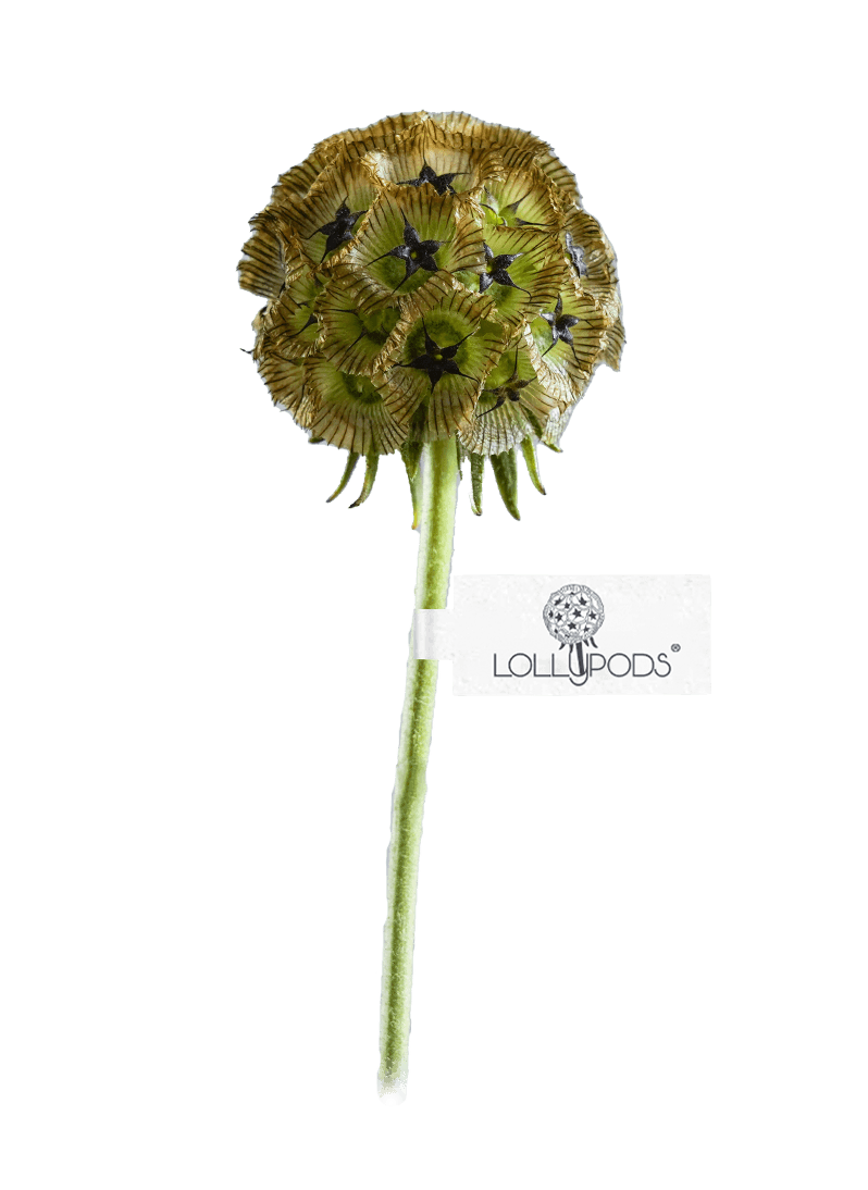 Lollypods®