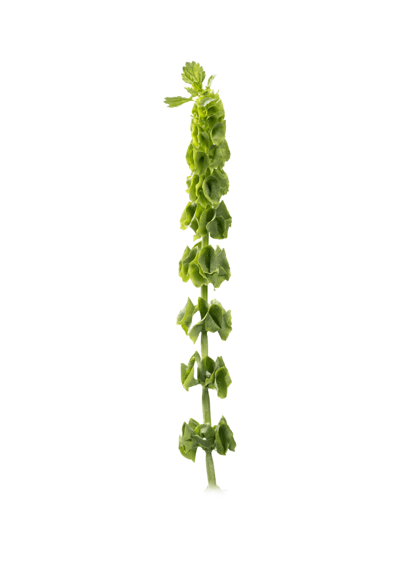 Molucella Bells