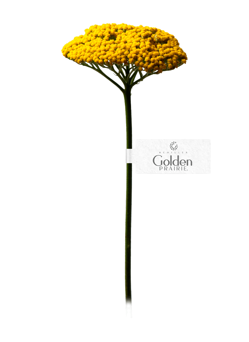 Golden Prairie®