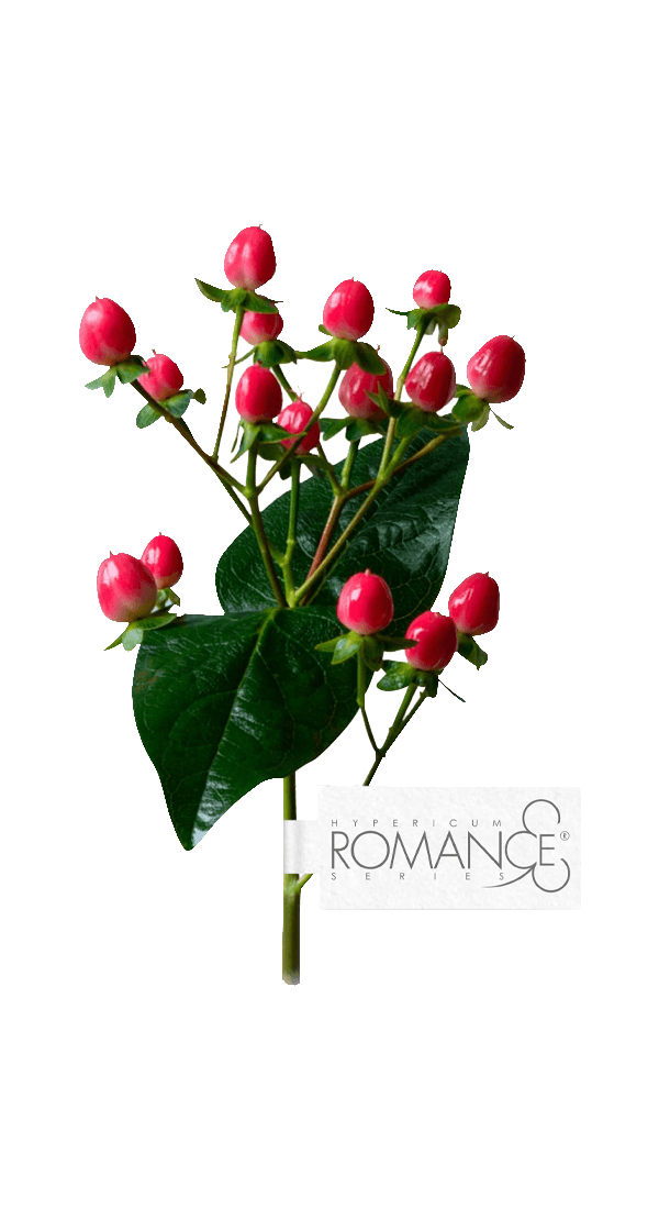 Hypericum Romance®